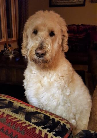 Who could resist that face?
