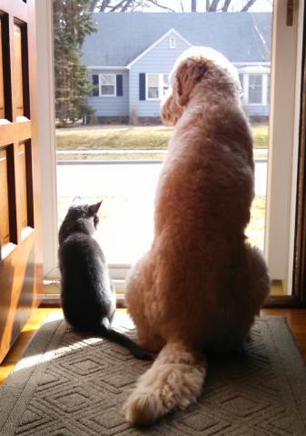 Milo and his buddy Bogey on neighborhood watch.