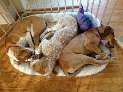 Juno 14-301 and littermates