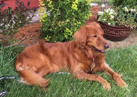 Lola 16-220