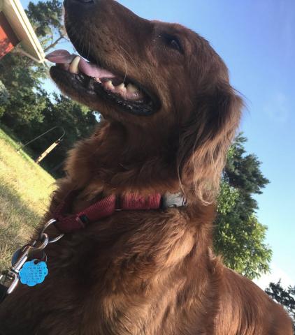 Lola 16-220