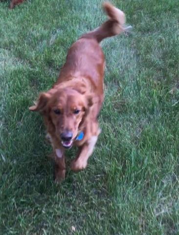 Lola 16-220