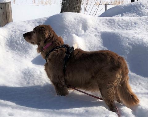 Squirrel patrol.