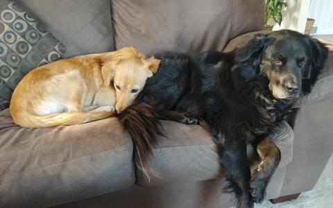 Mia (Bingo) and Cassie