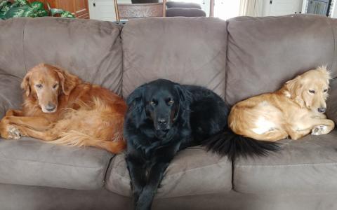 Remington, Cassie, and Mia (Bingo)