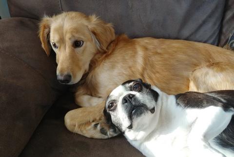 Mia (Bingo) and a friend