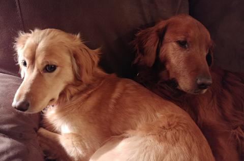 Mia (Bingo) invading Remington's personal space