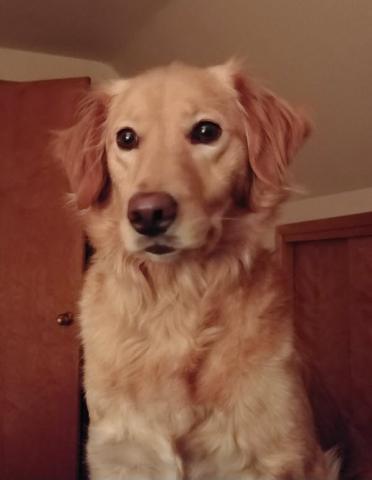 Sweet Mia (Bingo)