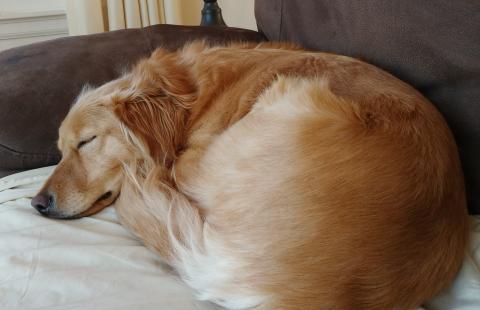 Mia snoozing in one of her favorite spots