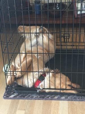 Maisie the contortionist in her kennel.