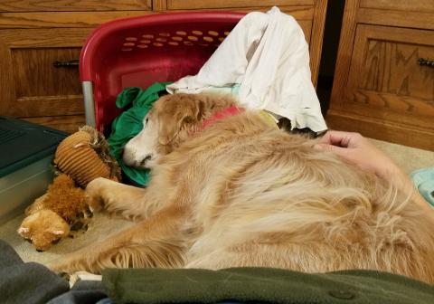 Evening nap time with Foster Dad.