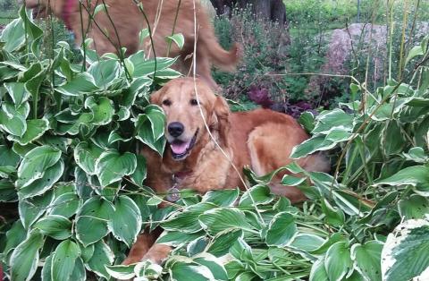 Taking a breather in the hostas.