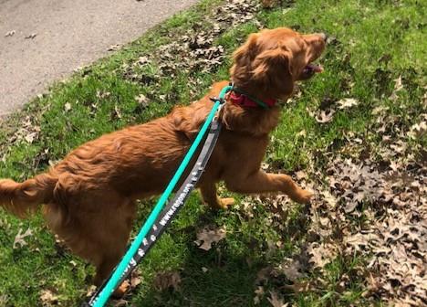 Asha on an adventure!
