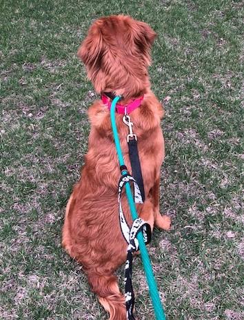 Asha in observation mode.