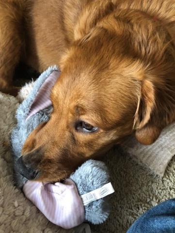 Asha with baby bunny toy.