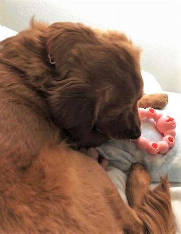 Asha with her pink chewy toy.