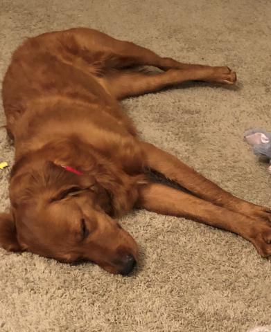 Sleepy baby dog.