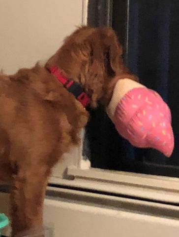 Asha and her ice cream cone.
