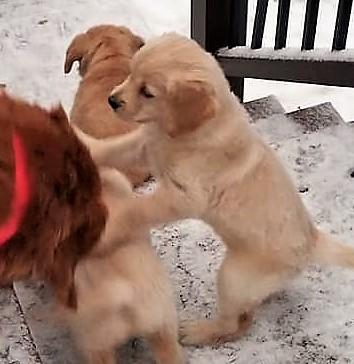 Puppies enjoying playtime in the snow.