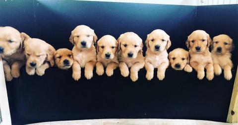 Biscuit 18-079