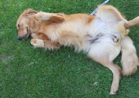 Cassie loves to be outside and roll in the grass.