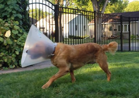 Daisy gets around much more easily without her lame leg in the way!