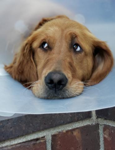 Daisy can't wait to get rid of this darn cone.