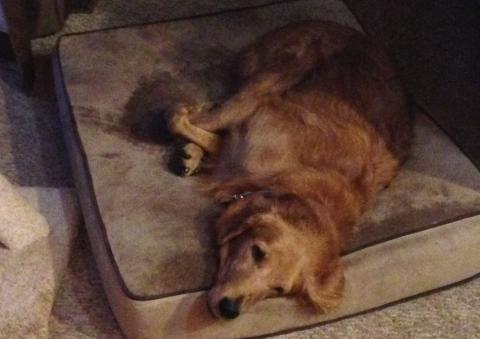 I wish I had a doggie friend to play with...