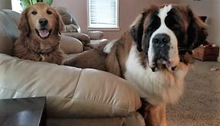 Dexter and Hugo