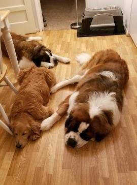 Dexter, Hugo, and Kylah monitoring cookie baking