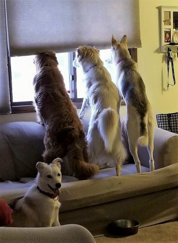  Learning what it means to be on the neighborhood watch patrol.