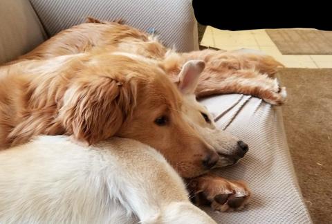 Dexter enjoys using his foster sister Stacey for a pillow