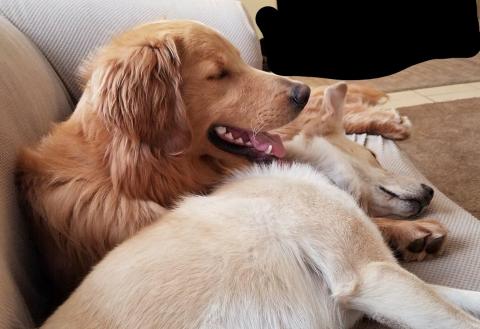 Foster sister Stacey using Dexter as a pillow