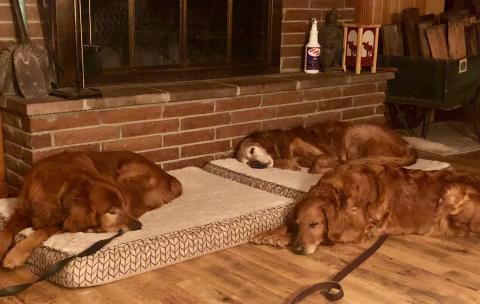Beau, Tank, and Emmy (clockwise from left)