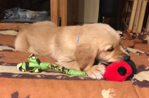 Tugs, stuffies, balls, and dog beds are a few of his favorite things. 