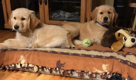 Elvis 18-204 (left) and Frank (right)