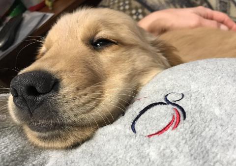 Snoozing on Foster Mom