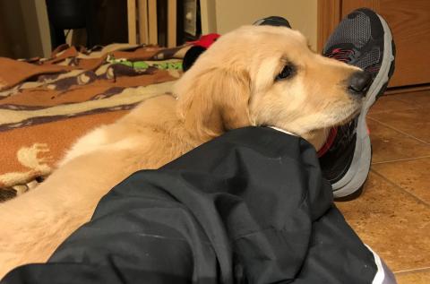 Snoozing on Foster Mom, part 2