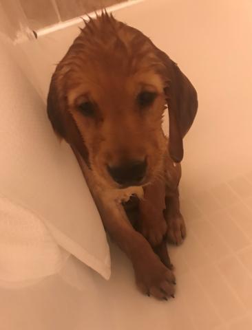 My first bath