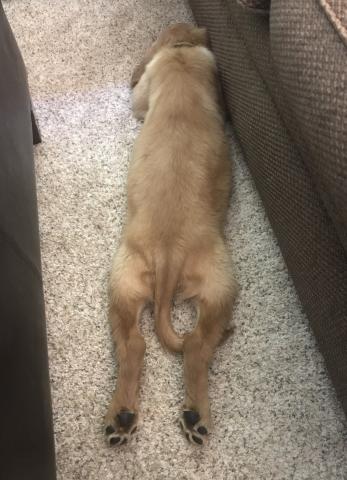 Frog legs