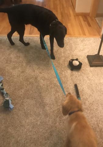 Walking my foster brother