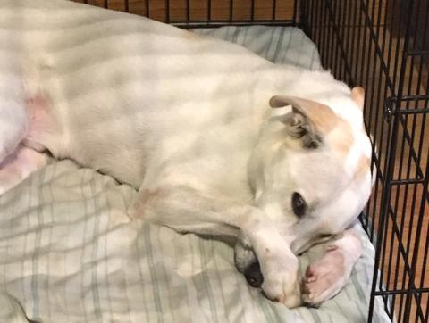 I'm a really good boy, Foster Mom.