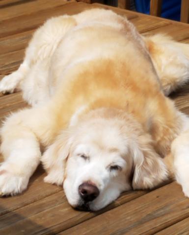 Sunning on the deck like a Golden Retriever