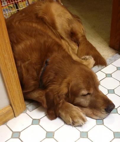 Resting and waiting for my Gotcha Day.