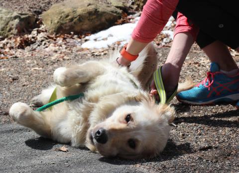 Jess enjoys the sunshine and attention upon arrival in Minnesota.