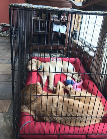 Sharing the kennel with foster sister, Maizie.