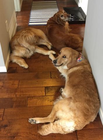 From front to back: Miley, Tilly, and Finn.