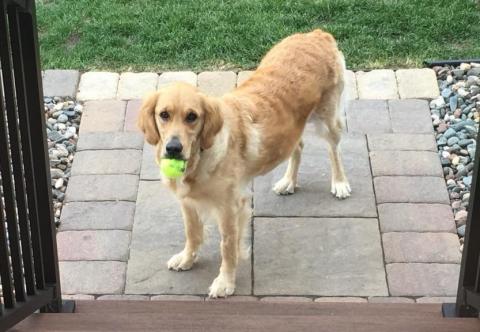 And here I am with my tennis ball in my new yard where I can be off-leash and running free! 