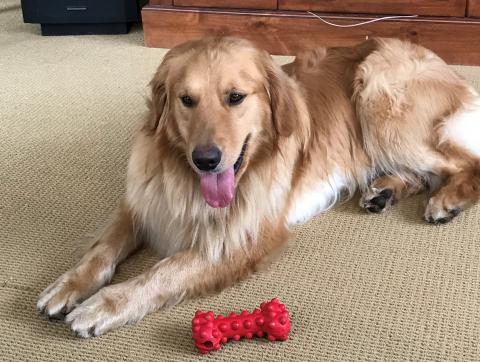 Noah enjoys toys.