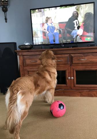 Noah is curious about everything—even TV shows with dogs on them.